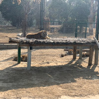 杂文 篇十五：第一手资料揭密郑州动物园虎区大猫们的生活