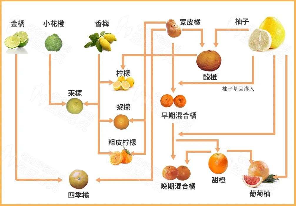 橘子各个部位的名称图图片