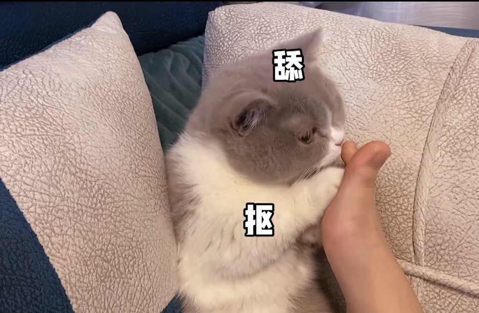 猫咪高贵冷艳不亲人？整点“82年珍藏的猫薄荷水”试试！