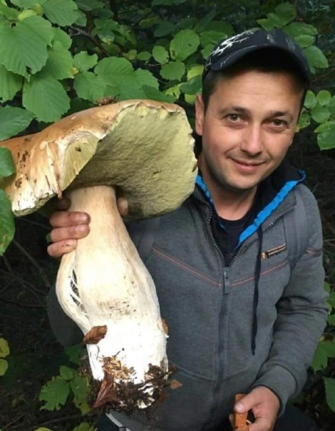 战斗的蘑菇民族,俄罗斯大汉为何抵挡不住采蘑菇的诱惑