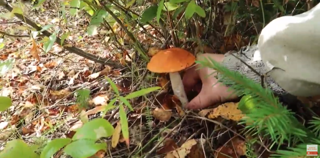 战斗的蘑菇民族，俄罗斯大汉为何抵挡不住采蘑菇的诱惑