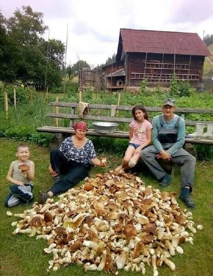 战斗的蘑菇民族，俄罗斯大汉为何抵挡不住采蘑菇的诱惑