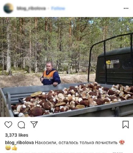 战斗的蘑菇民族，俄罗斯大汉为何抵挡不住采蘑菇的诱惑