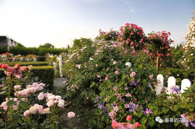 海蒂的花园开始冬剪了 各类植物修剪教程在此 鲜花绿植 什么值得买