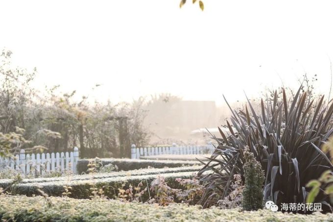 海蒂的花园开始冬剪了 各类植物修剪教程在此 鲜花绿植 什么值得买