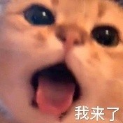 奇葩物：“猫舌口罩”，让猫咪相信你就是亲妈～