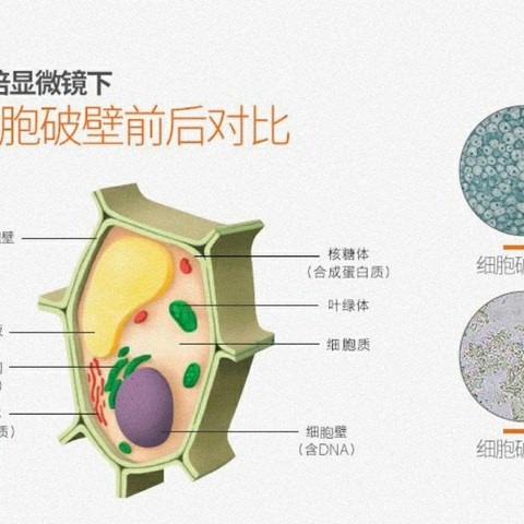 怎样选一件好的破壁料理机