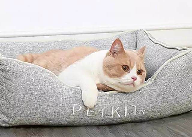 买年货不要忘记它们！宠物年货大作战，这些清单推荐给你们