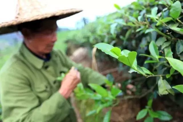 国内的冬樱也能美翻天！这个本地人私藏的后花园要出圈了