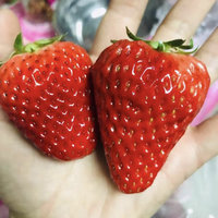 草莓红颜草莓牛奶草莓新鲜水果5斤