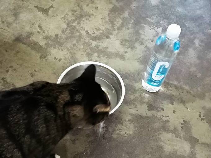 猫犬通用零食