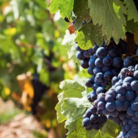 葡萄酒的100节课程 | 11-西班牙的“国宝”——丹魄