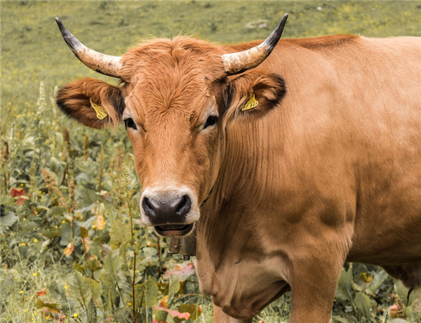 国产牛肉连涨9周：每公斤88元以上
