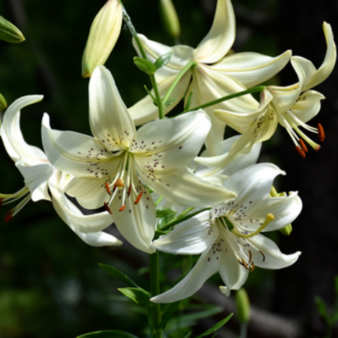 百合的种类有多少种 | 百合花品种大全图解_什么值得买