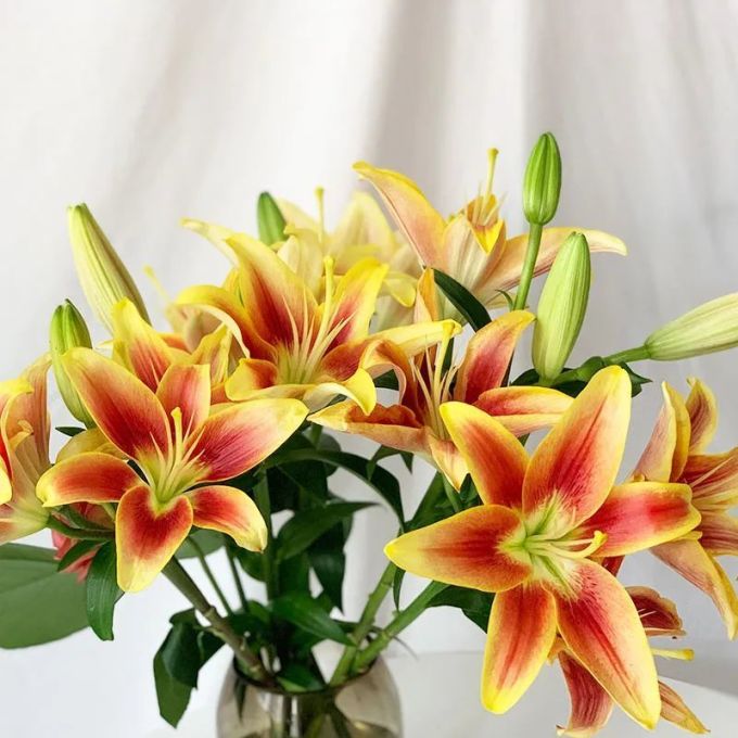 A T O L Ot Oa La Lo 详解园艺百合9大门派 鲜花绿植 什么值得买