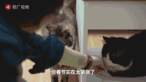 北京姑娘每年春节都“带薪”撸猫，然而看完一天的生活后：太了不起的工作了！