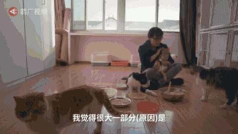 北京姑娘每年春节都“带薪”撸猫，然而看完一天的生活后：太了不起的工作了！