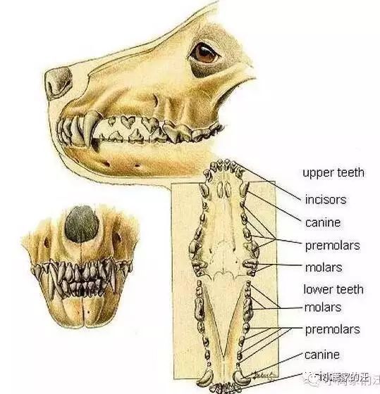 狗狗牙齿结构图解剖图图片