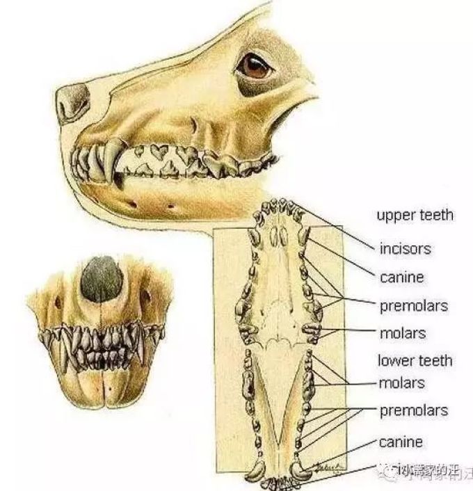 狗的牙齿结构也好,消化系统也好,都是肉食动物的设计,而狗在野外的