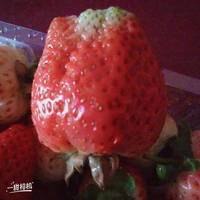 丹东99牛奶草莓礼盒