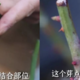 要想月季春花好！现在抹芽少不了