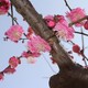 上海人少景美赏春处，嘉北郊野公园
