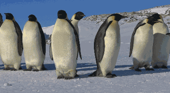 滑行姿态的企鹅特务能下水的企鹅特务甚至连下蛋这种事情,都可以做到