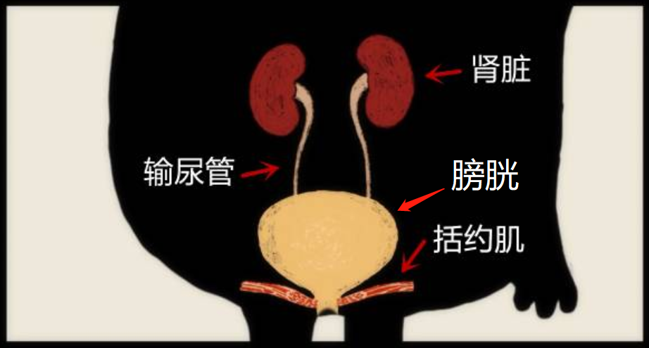 儿子总爱憋尿愁坏全家，不及时纠正危害超级大！找出原因是关键