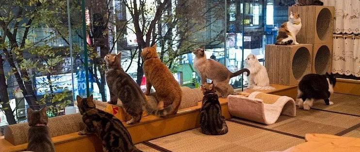 为什么年轻人热衷 打卡 宠物咖啡馆 宠物经济正当红 食品生鲜 什么值得买