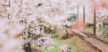 阅读在驶向春天的列车上：绿的树、晴的天，美的诗，跨越自然和人文的好书！
