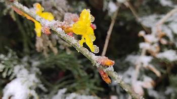 自学摄影，随走随拍记录生活 篇五十五：手机摄影|雨夹雪下的公园随拍记录 