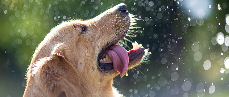 金毛犬防癌饮食建议 金毛犬为什么容易得癌症 什么值得买