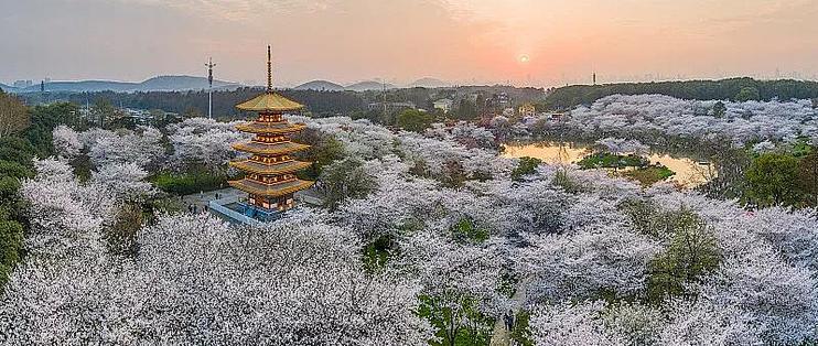 武汉狂撒100万张免费门票 错过的樱花季可以补上了 国内度假 什么值得买