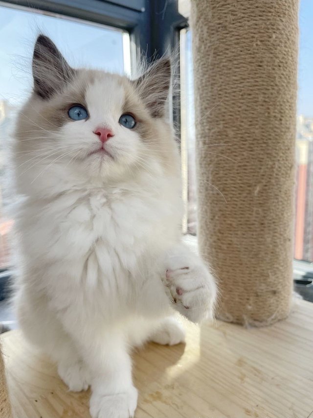 我家小布偶的第一次驱虫