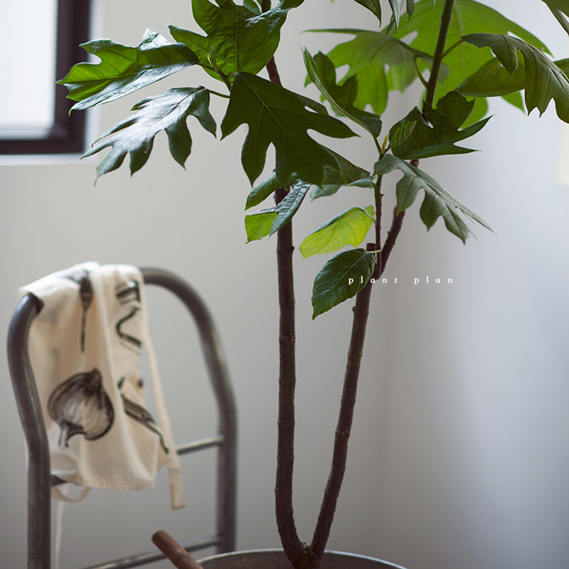 植树节，种小树！推荐5棵适合家养的小树，从此四季都是春天