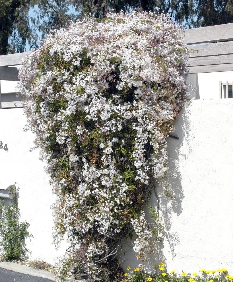 好看好闻又低维护！这种植物做花墙、盆栽都合适！