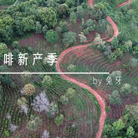 兔牙咖啡馆 篇二十九：领略远山树林的味道，带你探索云南咖啡新产季