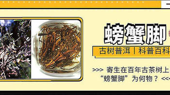 小茶控 篇三十四：寄生在百年古茶树上的“螃蟹脚”为何物？与古树普洱茶是绝配哦！ 