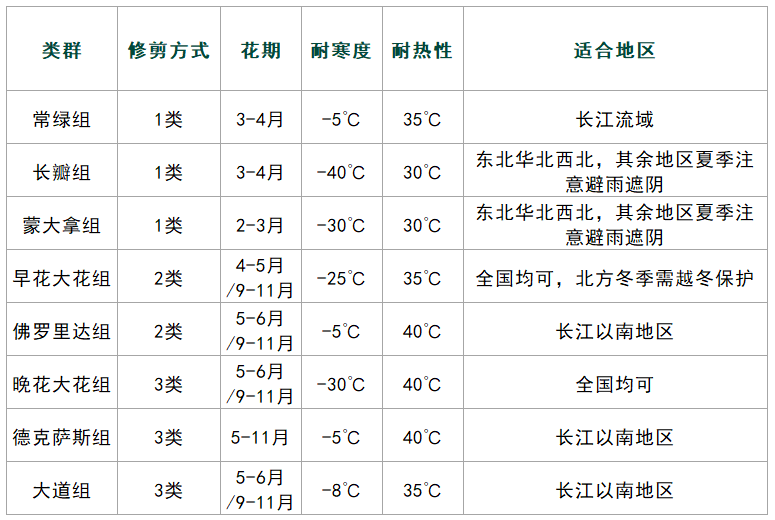 锁春季爆款花墙，你需要一棵铁线莲