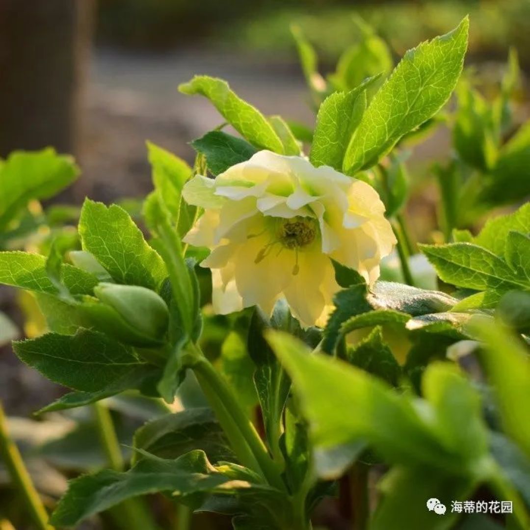  春季绣球病害高发，常见病害防治办法，让绣球只疯长，不生病