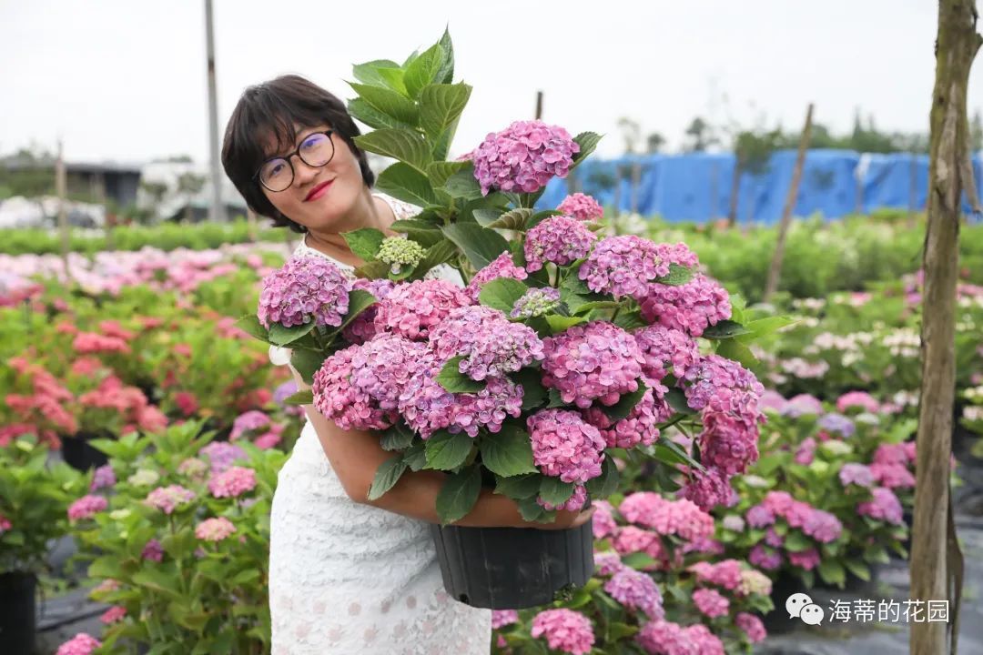  春季绣球病害高发，常见病害防治办法，让绣球只疯长，不生病