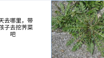 春天去哪里，带着孩子去挖荠菜吧