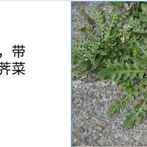 春天去哪里，带着孩子去挖荠菜吧