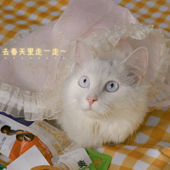 猫咪服饰