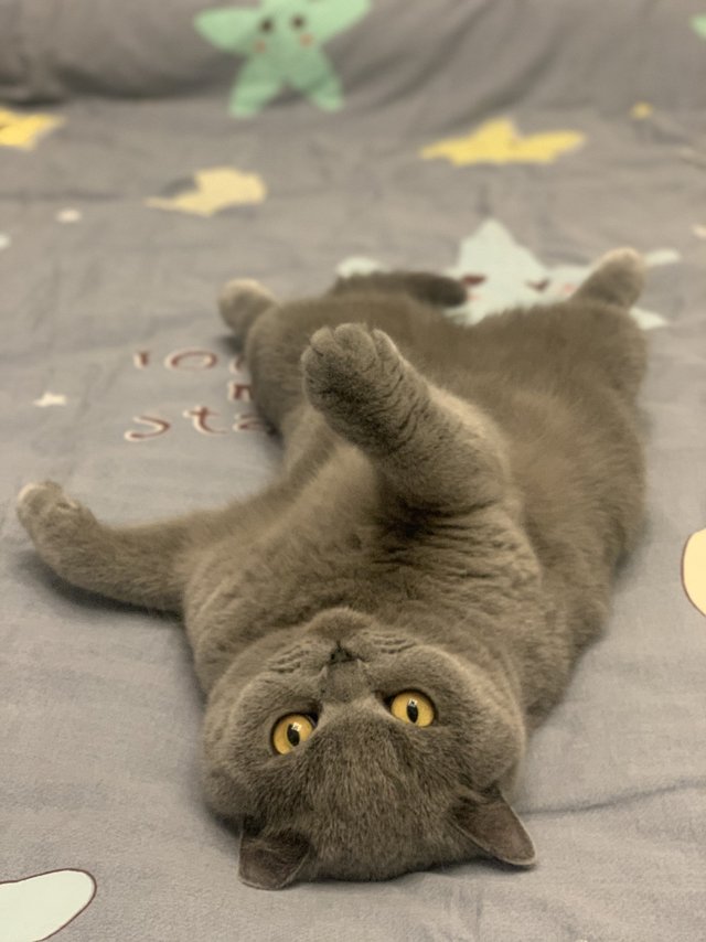 猫咪要每个月驱虫喔！