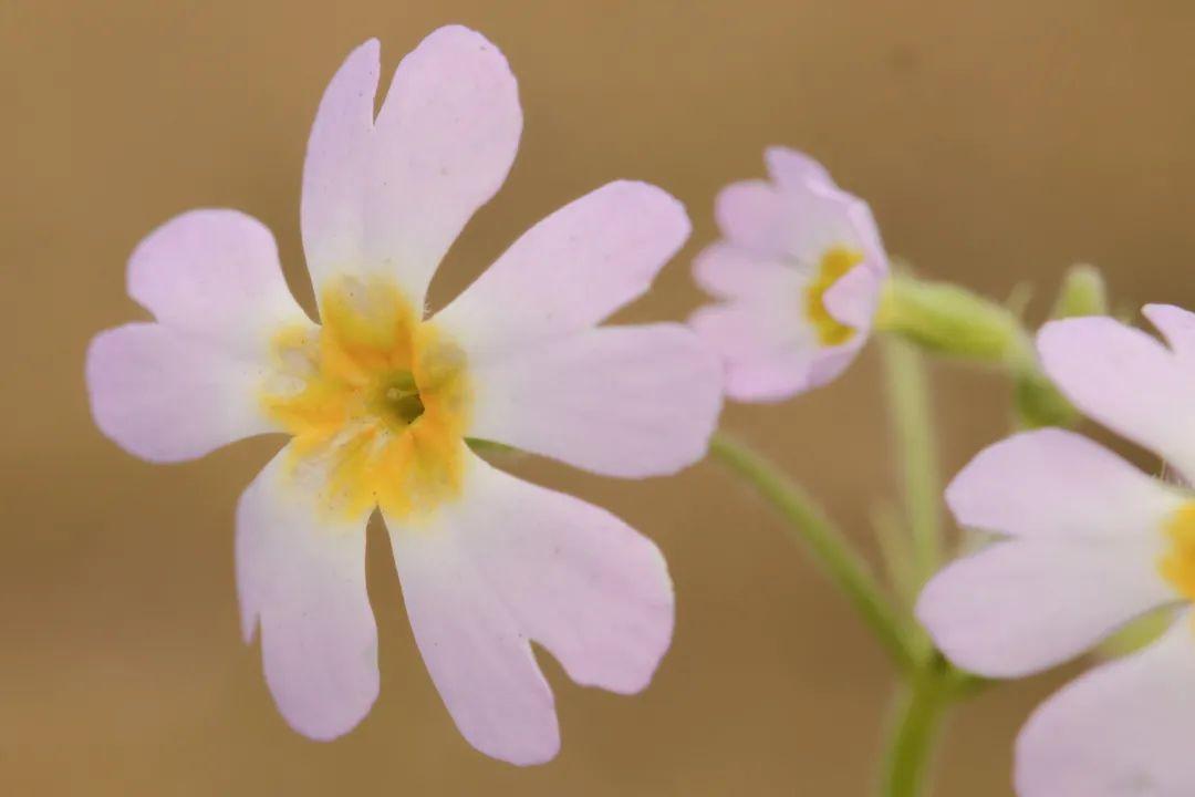 这种曾不知名小花竟是中国特有濒危植物？