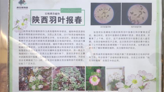 这种曾不知名小花竟是中国特有濒危植物？