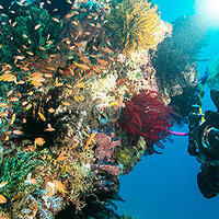 如何用潜水灯拍出水下摄影优秀作品丨OrcaTorch潜水