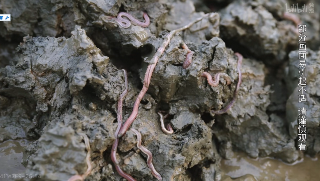 重口味预警——反美食纪录片《奇食记》真是一部"减肥"巨作啊!!_生鲜