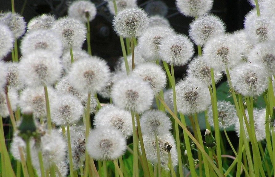 春風(fēng)十里，不如野菜兩斤——春季挖野菜全攻略，輕松實(shí)現(xiàn)野菜自由